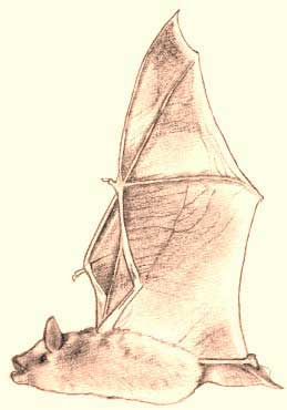 bat