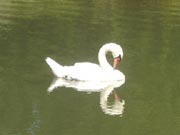 swan