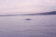 whale