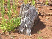 stump