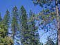 woods